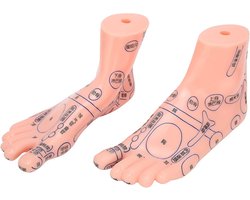 Voet Acupunctuur Model voor Reflexologie en Meridiaanpunten - Leermiddel