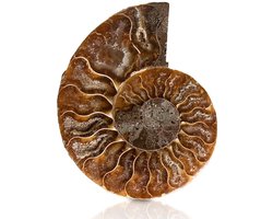 Ammoniet fossiele slak met natuurlijke schelp, uniek mineraal specimen met oude geschiedenis en retro uitstraling voor verzamelaars en decoratie