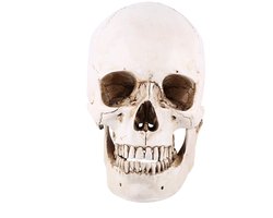 Life Size 1:1 Replica Realistic Human Skull Head Bone Model Anatomical Medical Skeleton, Suitable for Home Decor Life Size Skull