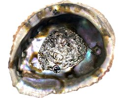Abalone schelp