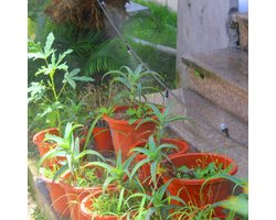 DIY Irrigatiesysteem voor Patio met Mistkoelsysteem 10m - Broeikas, Bloembedden, Gazon - 10 Stuks Mist Nozzles