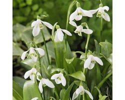 Mix van 25 Galanthus Woronowii - Sneeuwklokjes - Witte Bloembollen - Voorjaarsbloeiend - Vaste Planten - 10 tot 15 cm Hoog